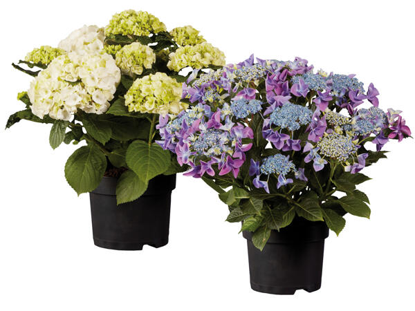 Hydrangeas