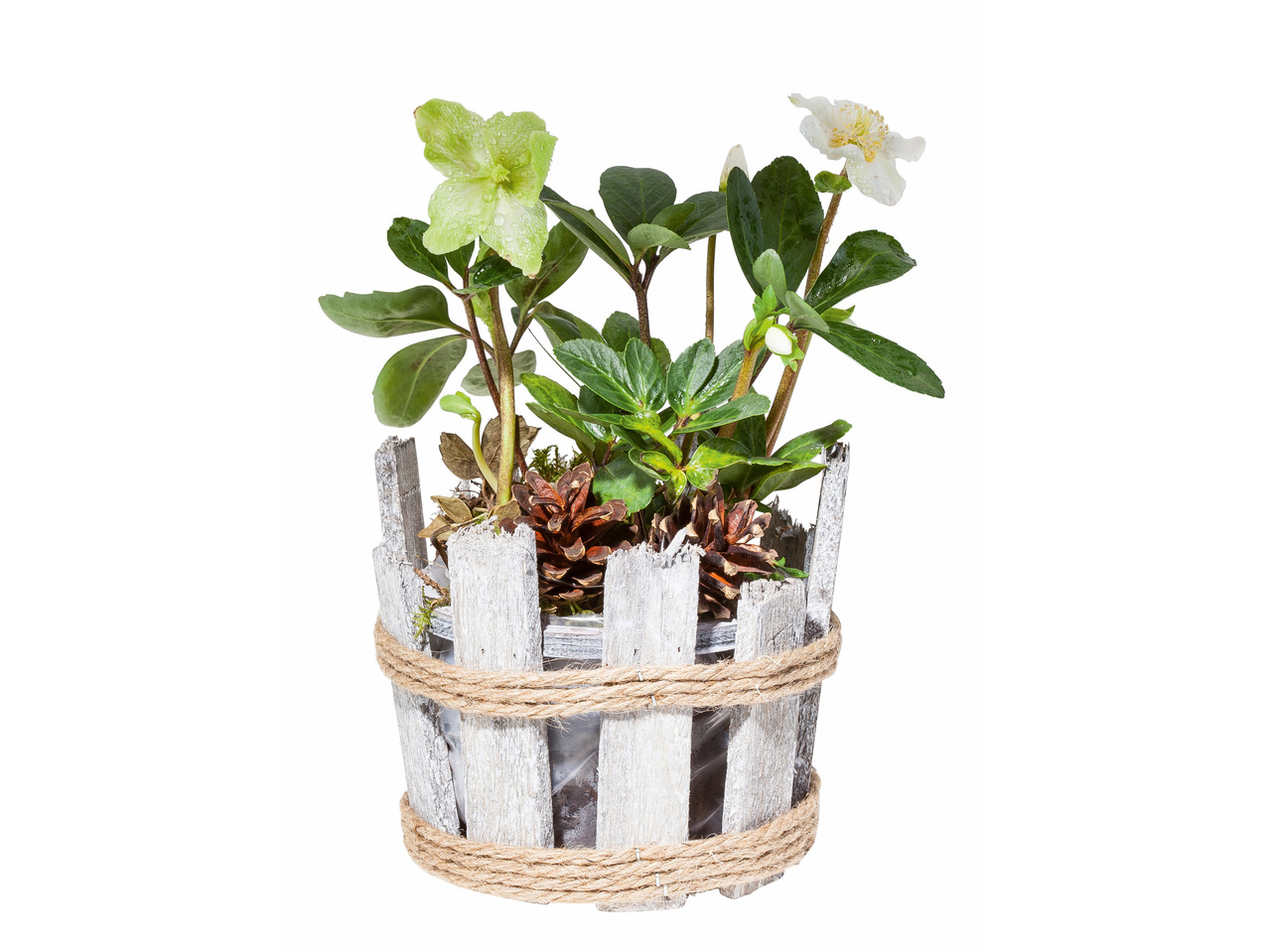 Hellébore dans un pot en bois