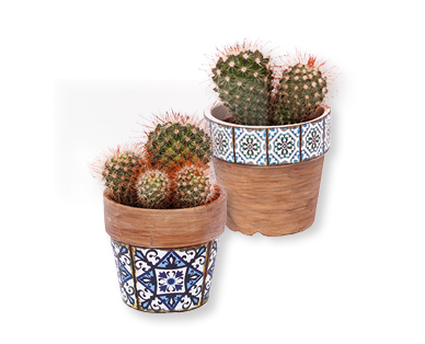 Cactus "semaine italienne"