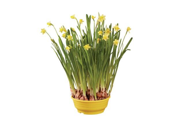 Spring Bulb Planter