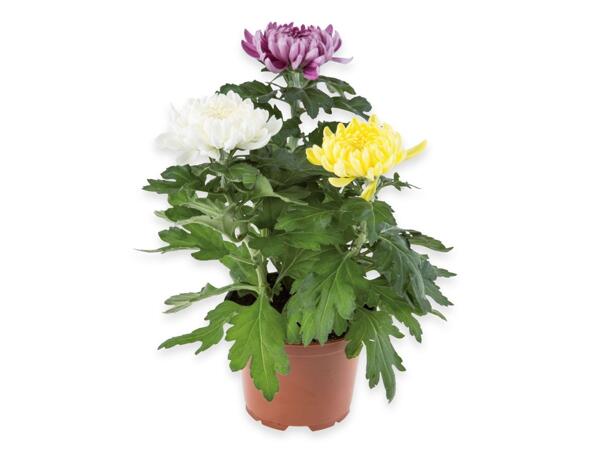 Chrysanthemum