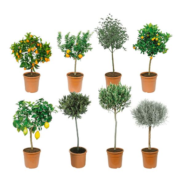 Mediterraner Baum