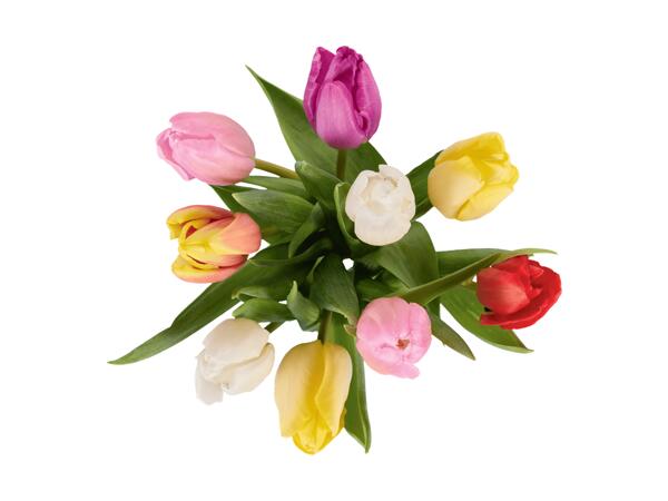 Tulipes Harlequin