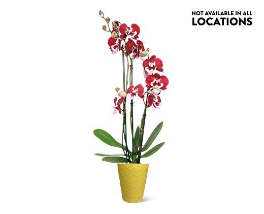 5" Easy Orchid Assorted Colors