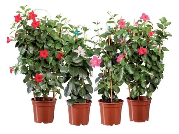 Dipladenia