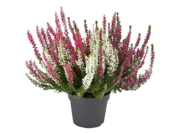 Tricolour Heather