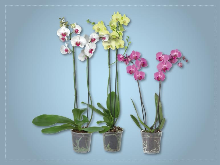 Phalaenopsis 2 tiges (dès 31.3.)