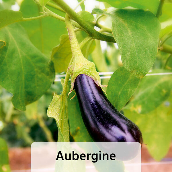 Veredeltes Südgemüse