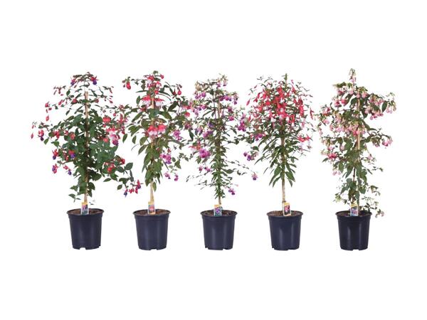 Stem Fuchsia