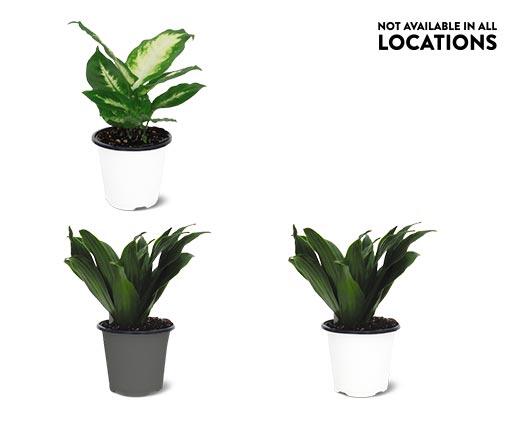 4" Foliage Assorted Varieties