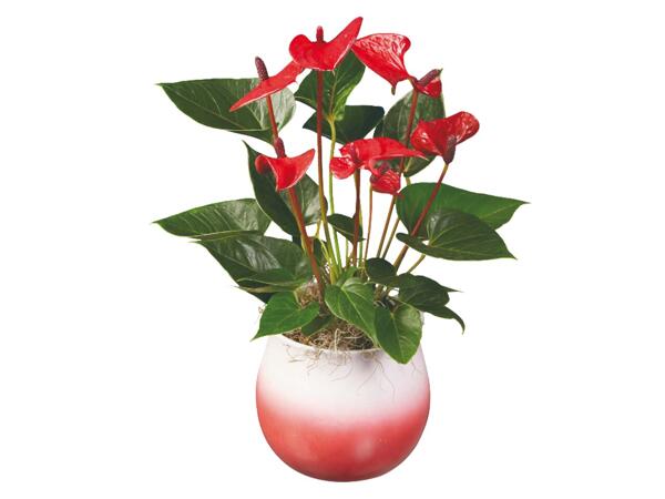 Super Mama Anthurium