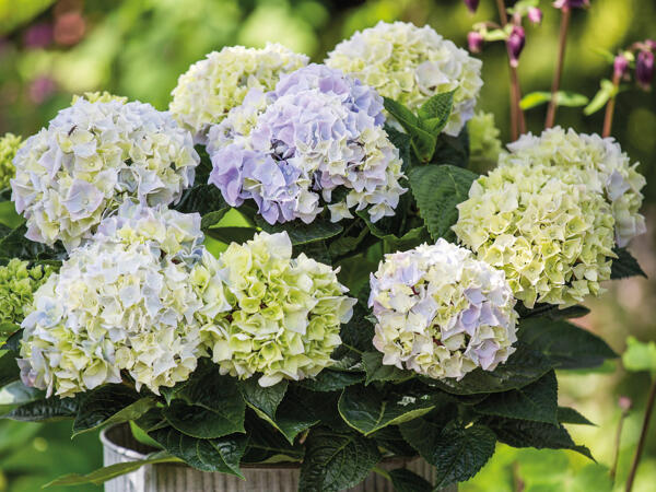 Dansk havehortensia