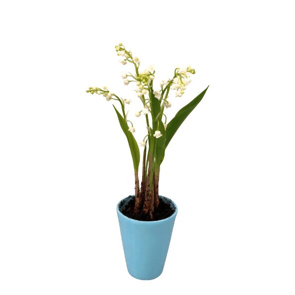 Muguet