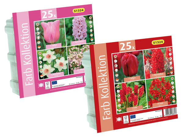 Frühjahrsblumenzwiebeln Kollektion