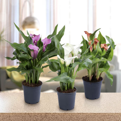 Calla