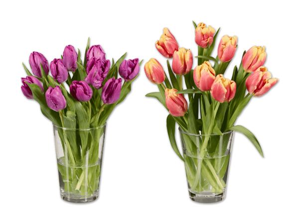 Tulpen Papageien