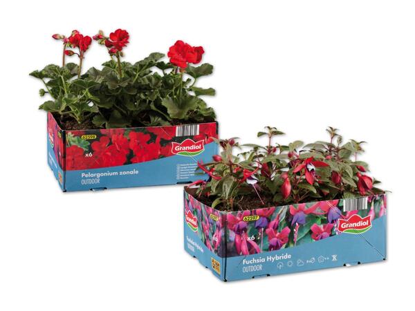 Pelargonien stehend/hängend oder Fuchsie 6er Tray