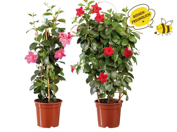 Dipladenia
