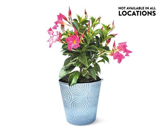 Summer Tropical Plant