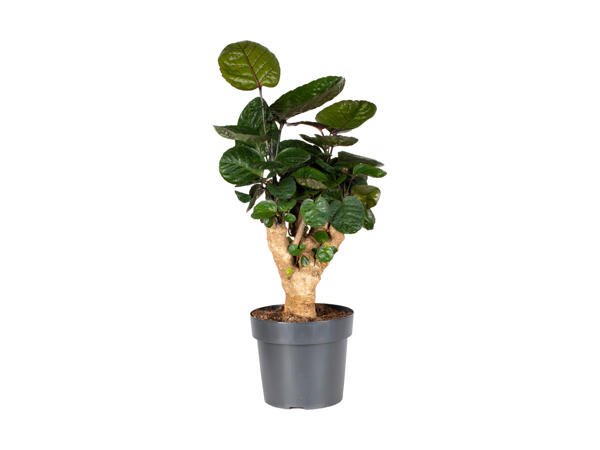 Grøn plante