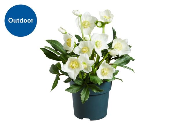 Hellebores