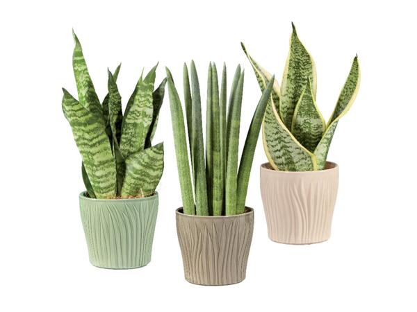 Sanseveria