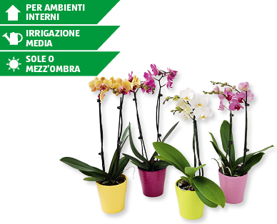 Phalaenopsis in vaso di ceramica estivo