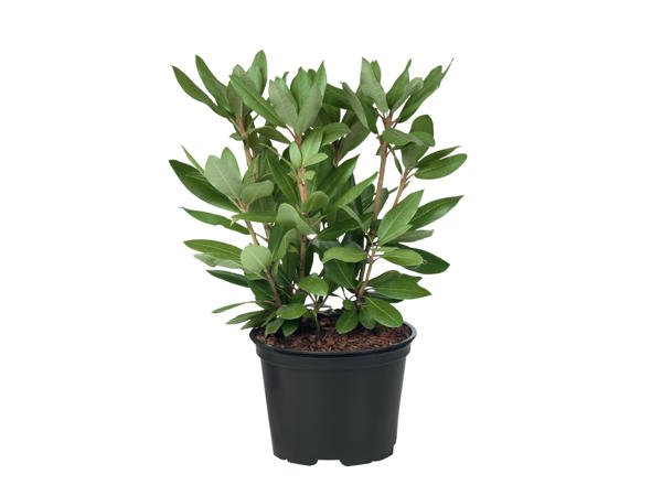 Rhododendron
