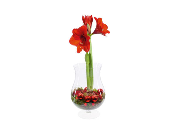 Amaryllis i juleglas