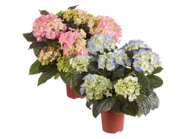 Hydrangea