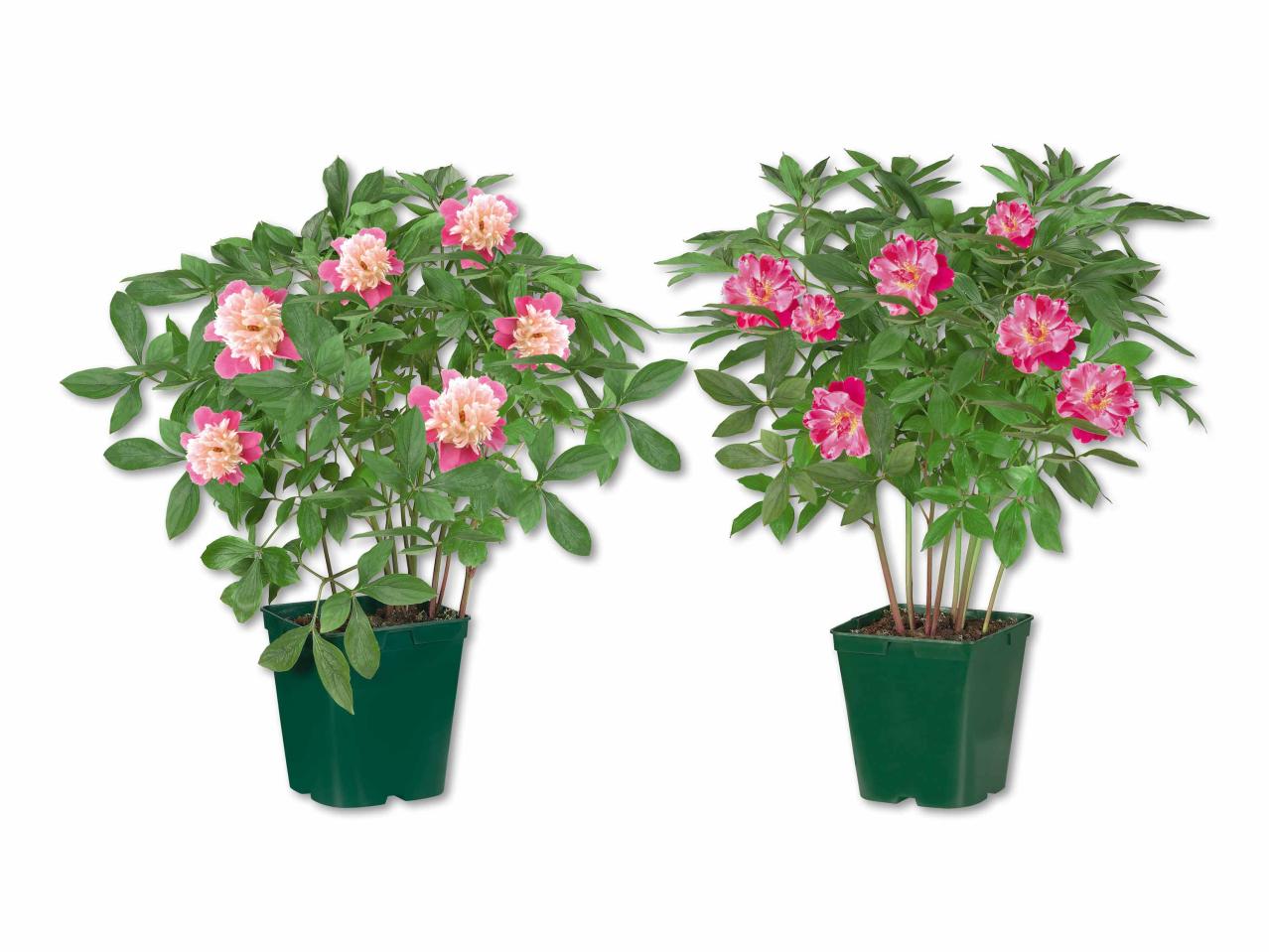 Pivoine