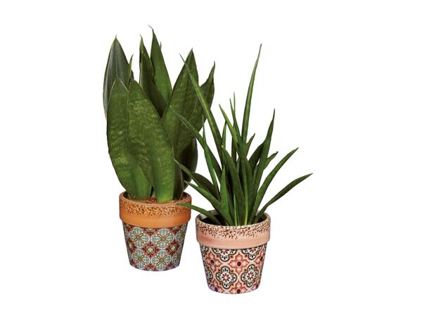 Green Plants