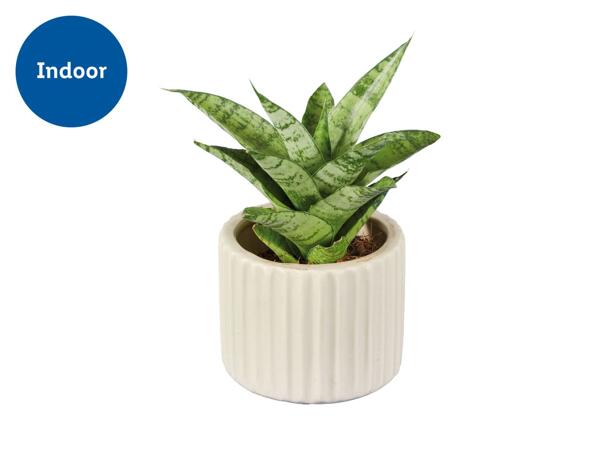 Succulents in Modern Ceramic