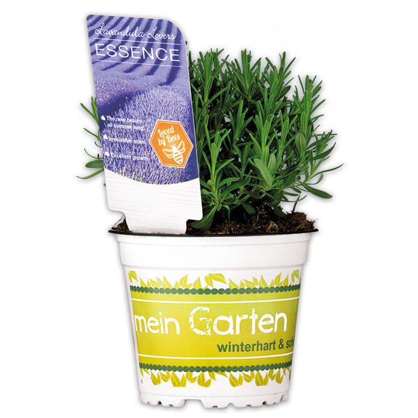 Garten-Lavendel "Lavandula"