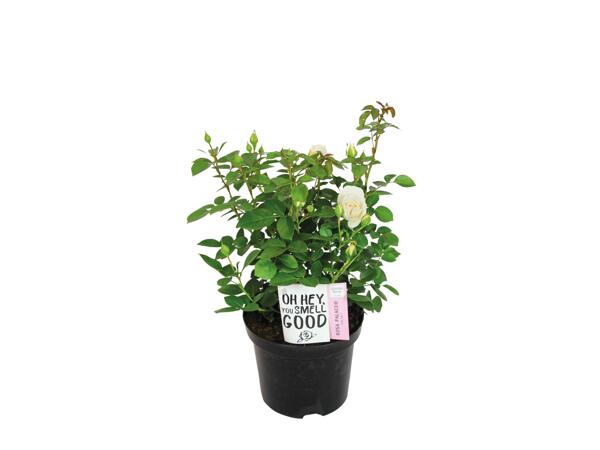 Garden Rose