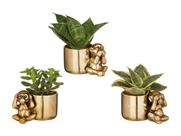 Succulentes en pot de céramique avec singe
