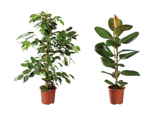 Grøn plante
