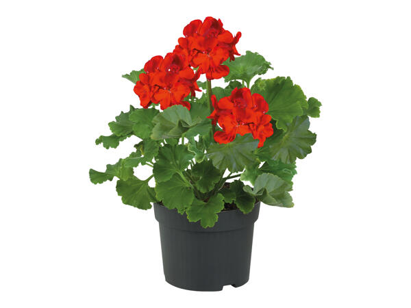 Standing Geranium
