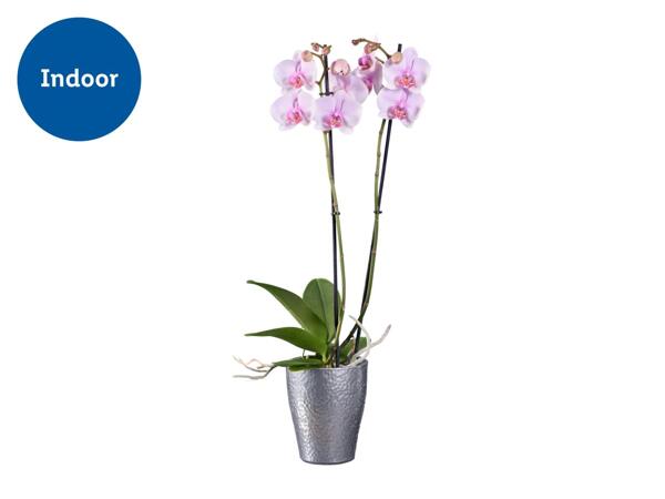 Twin Stem Orchid In Ceramic