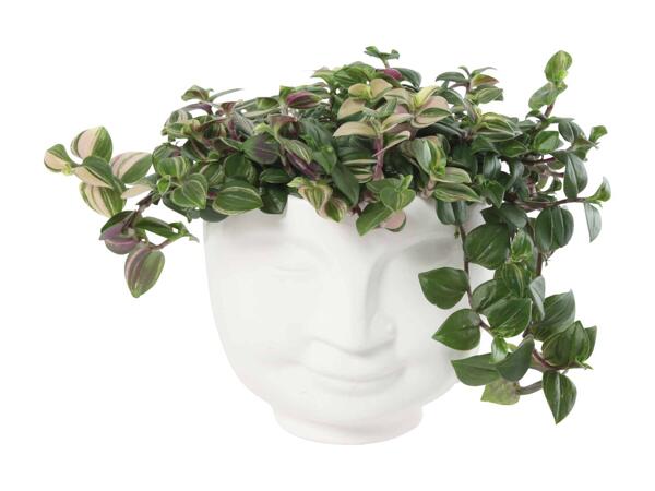 Grøn plante i keramik