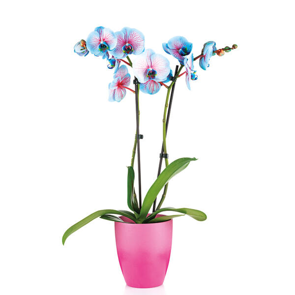 "Wonder Mix" Orchidee