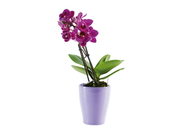 Kleine Orchidee in Keramiktopf