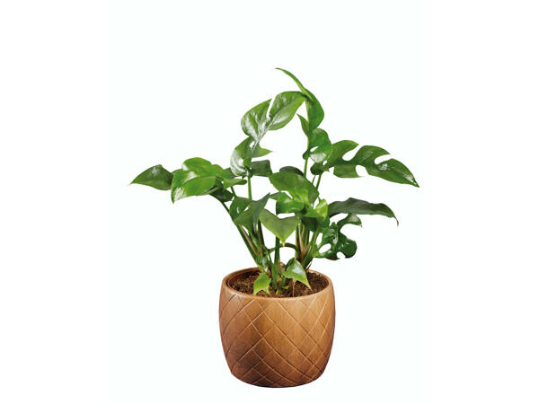 Plantes vertes avec pots en céramique effet bois