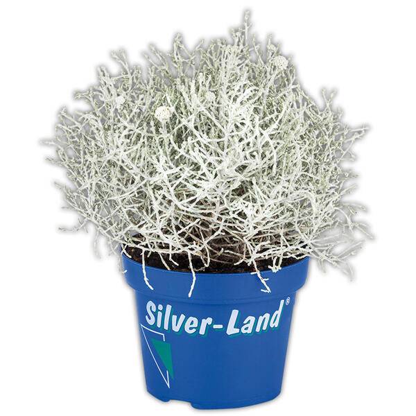 Silberland
