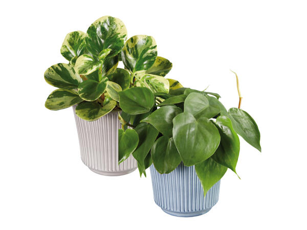 Green Plants