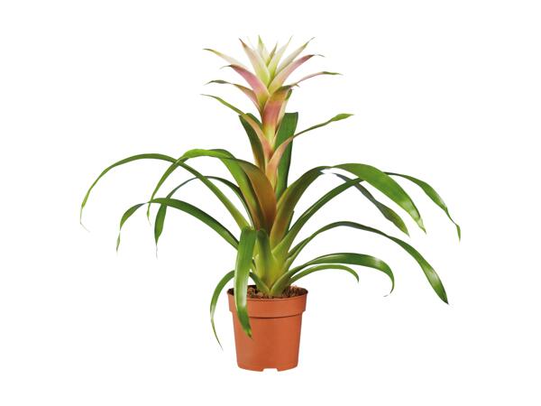 Vriesea or Guzmania