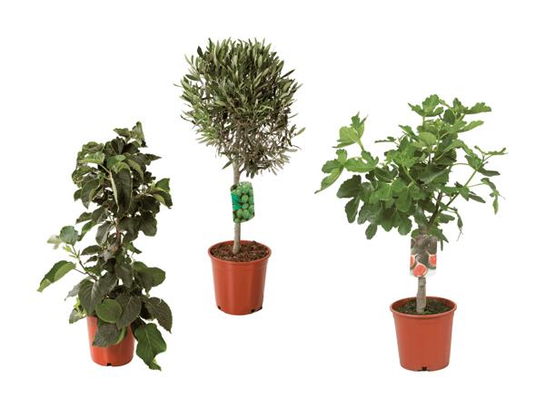 Arbustes fruitiers méditerranéens