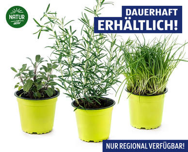NATUR AKTIV BIO-Kräuter