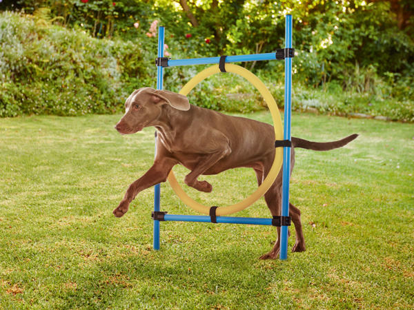 Dog Agility Set