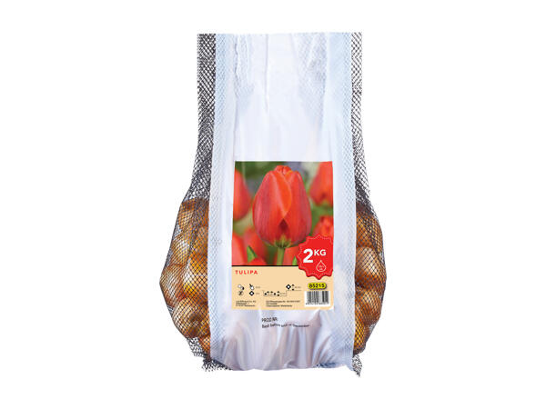 Tulip Bulbs